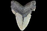 Fossil Megalodon Tooth - Monster Meg Tooth #86500-2